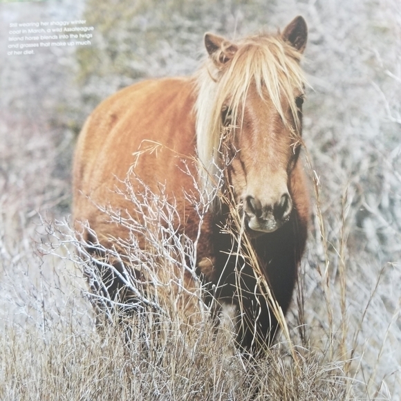 Wild Horse Scientists Book - Picture 6 of 8